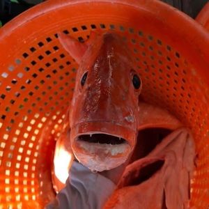 Meet your Posher, Patrick